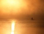 sculler in fog/golden 