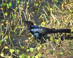 boat tailed grackle