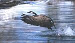 canada geese taking of