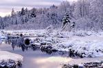 hoar frost swamp