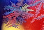 rainbow frost feather