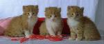 three cute kittens