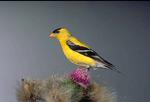 male goldfinch