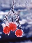 frosted red berries