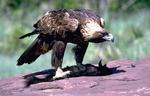 golden eagle with squi