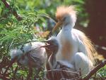 cattle egret with youn