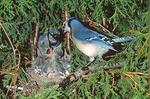 blue jay at nest