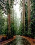 : Sequoias