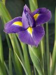 : Iris