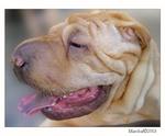 : Sharpei 2