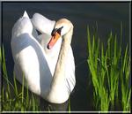 : The swan