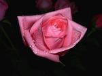 : Pink rose