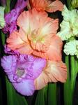 Gladiolusy