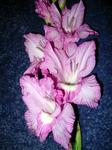 Gladiolus