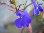 : lobelia